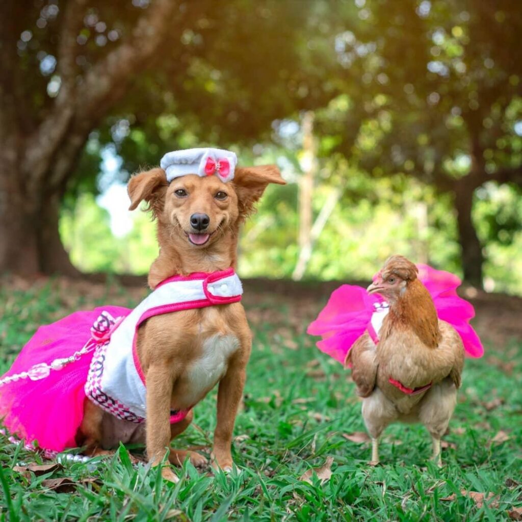 Cosplay Pet